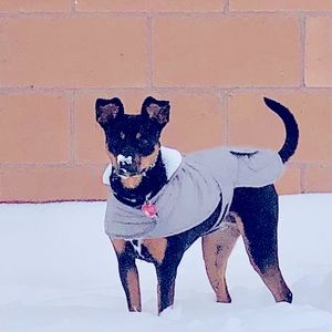 Rescue puppy!! So glad she chose us!